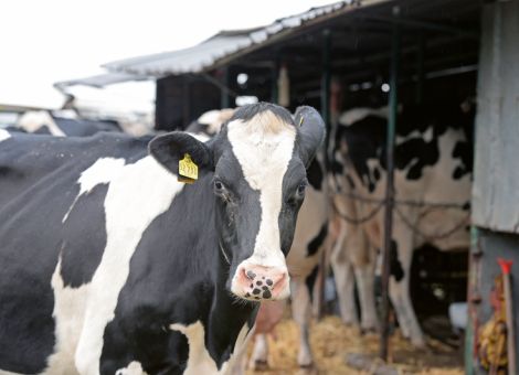Mehr Milch mit weniger Kälbern