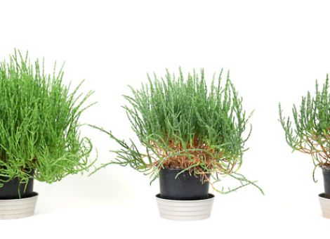 Salicornia europaea – regional erzeugtes Salzkraut 