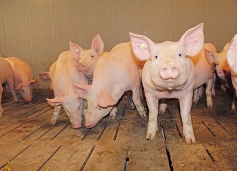 Für die Schweinemast war das WJ 2018/19 ein mäßiges Jahr