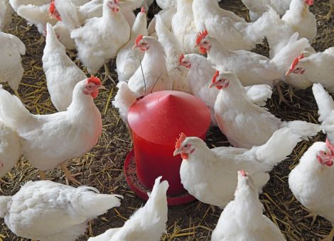 Hühnern das Richtige zu picken anbieten