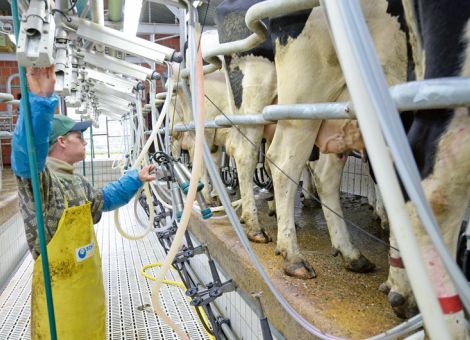 Weniger Rückenschmerzen nach der Arbeit im Melkstand 