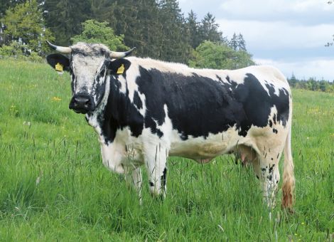 Pustertaler Rind und Westerwälder Kuhhund gelten als gefährdet