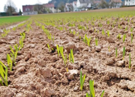 Landessortenversuche Sommer-Braugerste 2019