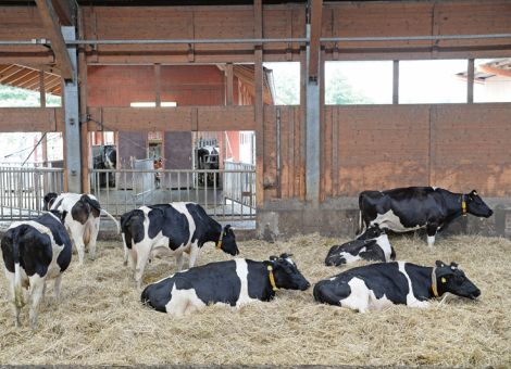 Hitzestress für das Kalb schon vor der Geburt