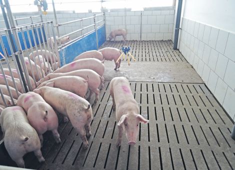 Heute den Schweinestall für morgen bauen