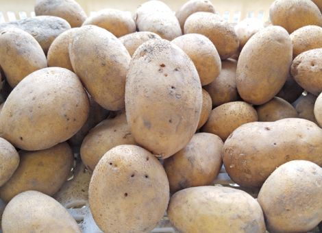 Landessortenversuche Speisekartoffeln 2019, frühe Reifegruppe