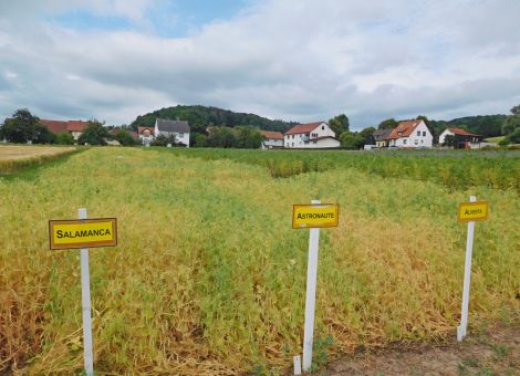 Körnerleguminosen mit nur schwachen Proteingehalten