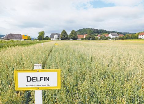 Landessortenversuche Sommerhafer 2019 