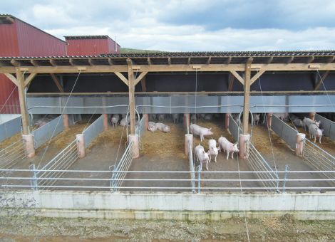 Außenklimastall für Mastschweine