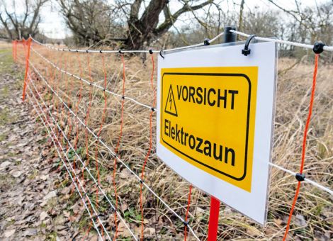 Afrikanische Schweinepest in Polen kurz vor der deutschen Grenze