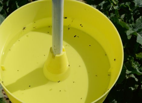 Pflanzenschutz der Zukunft – weit mehr als spritzen