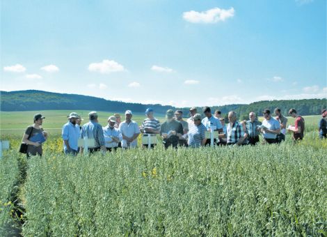 Landessortenversuche Hafer im Öko-Anbau
