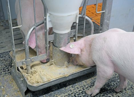 „Die Düngeverordnung ist eine Fütterungsverordnung!“