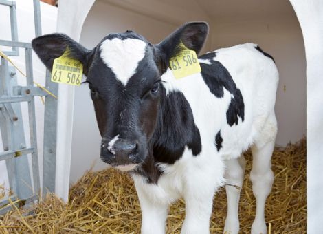 Mehr Kolostrum, Tränkemilch, Frischluft und Einstreu