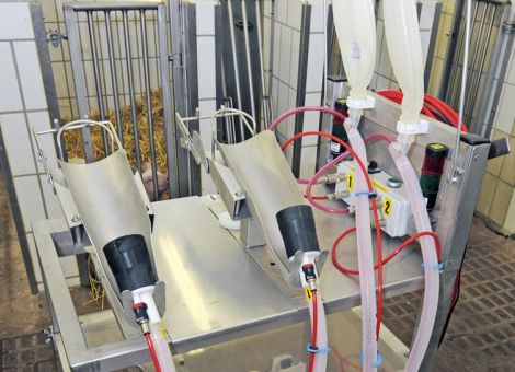 Ferkelkastration: Narkosegeräte werden getestet