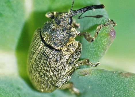 Frühjahrsschädlinge vor der Rapsblüte – worauf ist zu achten?