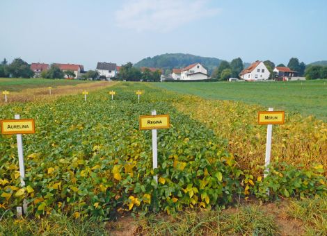 LSV Sojabohne 2019 und Sortenempfehlungen zur Aussaat 2020