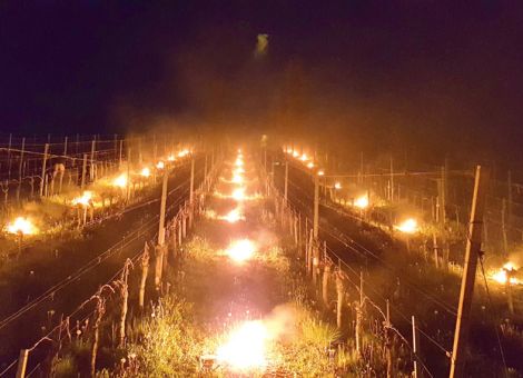 Obstbautag Rheinhessen im Zeichen des Klimawandels