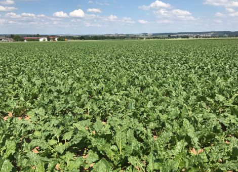 Phytosanitäre Düngungsstrategie 2020 mit Kalkstickstoff
