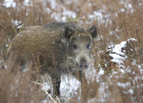Elektro- und Duftzaun gegen Afrikanische Schweinepest