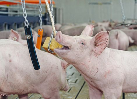 Ohrenverletzungen können kaum verhindert werden