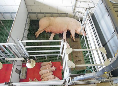 Vom Ferkel zum gesunden Mastschwein
