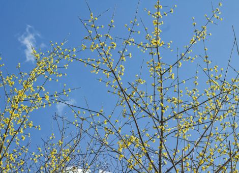 Boten des Vorfrühlings