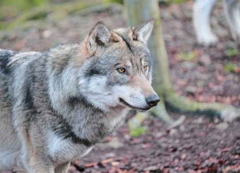 „Der Wolf ist keine bedrohte Tierart“
