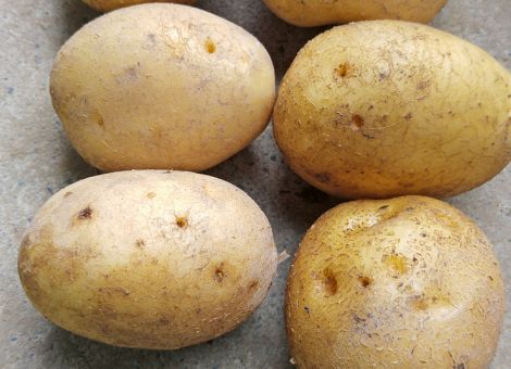LSV mittelfrühe Öko-Speisekartoffeln 2019