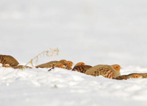 Wie hat sich die Vogelwelt insgesamt entwickelt?