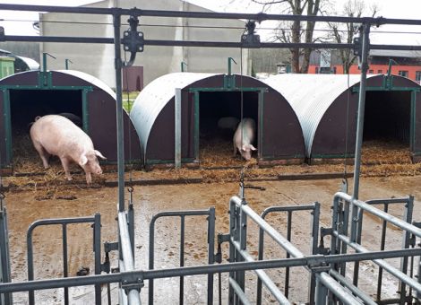 Auch die Bioschweinehaltung muss sich stetig entwickeln