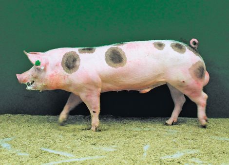 Die richtige Ebergenetik für den eigenen Betrieb wählen