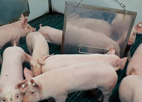 Spiegel werden von Schweinen zur Beschäftigung genutzt