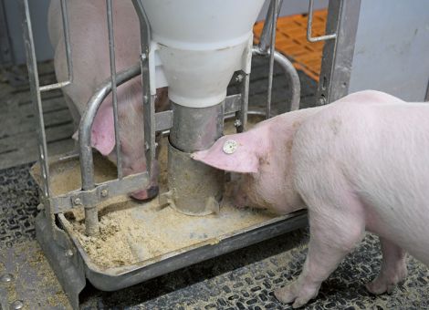 Ländermehrheit für Umsetzung der Borchert-Empfehlungen