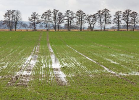 Zweitwärmster Winter seit Aufzeichnungsbeginn