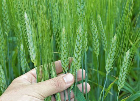 Darum sollte Sommerdurum angebaut werden
