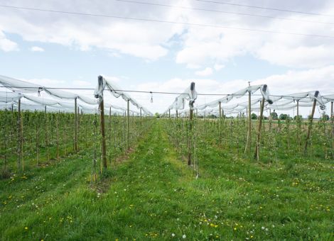 Pfälzer Obstbautag auf der Suche nach nachhaltigen Lösungen