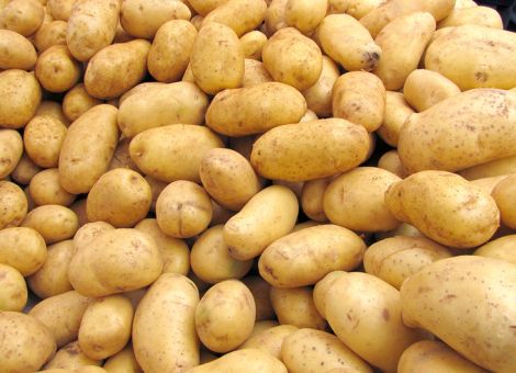 Immer was Neues im Kartoffelbau