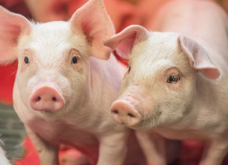 Streptokokken – Dauergast im Schweinestall