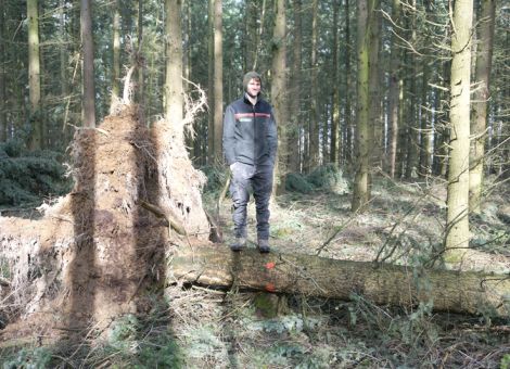 Es gibt keine Superbaumart – gemeinsam stark