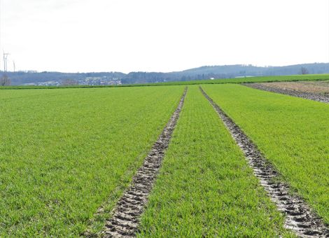 Viel Regen, wenig Stickstoff und kräftige Bestände