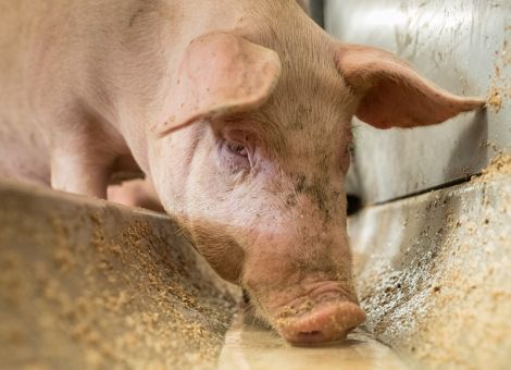 Fütterungstechnik muss laufen wie am Schnürchen