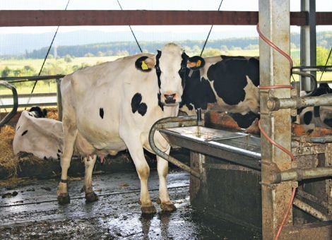 Wasser marsch im Milchviehstall
