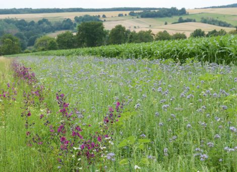 Bienenvölker in Hessen eher schlecht überwintert