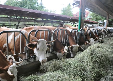 Heu statt Silage in der Kuhfütterung
