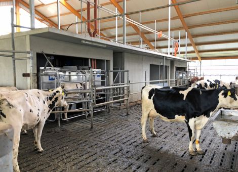Automatisiertes Melksystem für eigenen Betrieb finden