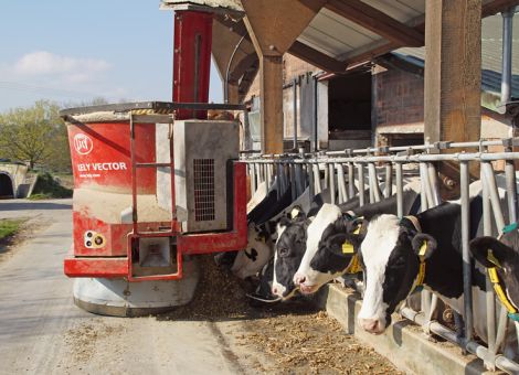 Automatisches Fütterungssystem versorgt die Kühe