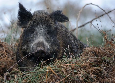Jagdgenossen sorgen sich um Schwarzwildpopulation 