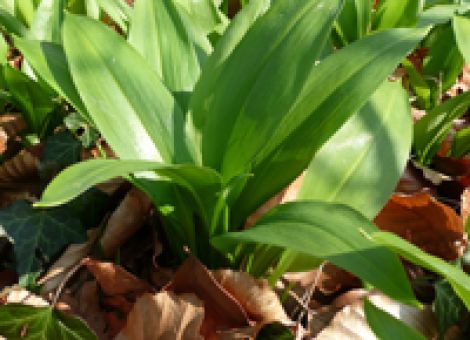 Bärlauch mit Schafskäse
