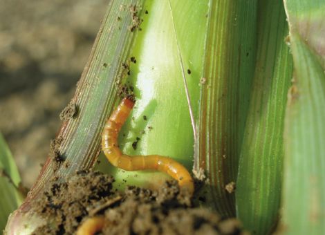 Schäden in Mais und Kartoffeln vermeiden